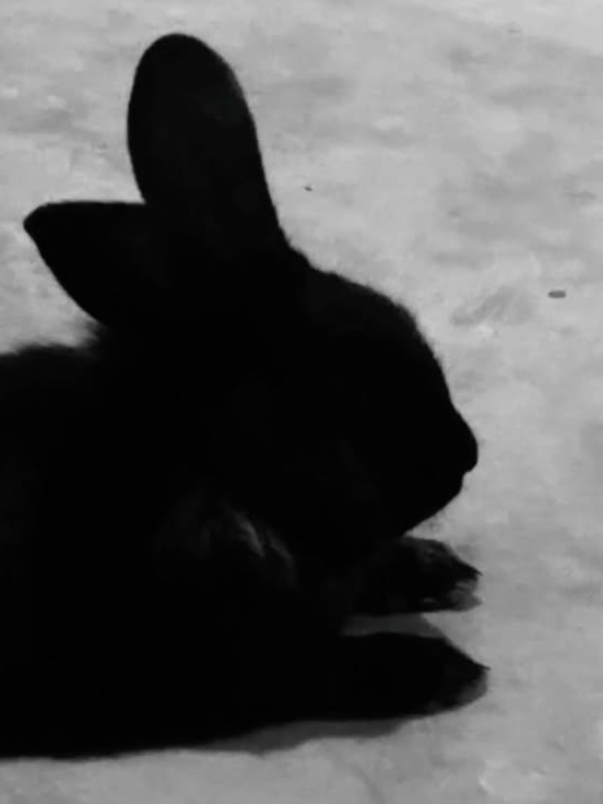 Rabbit 대표 이미지