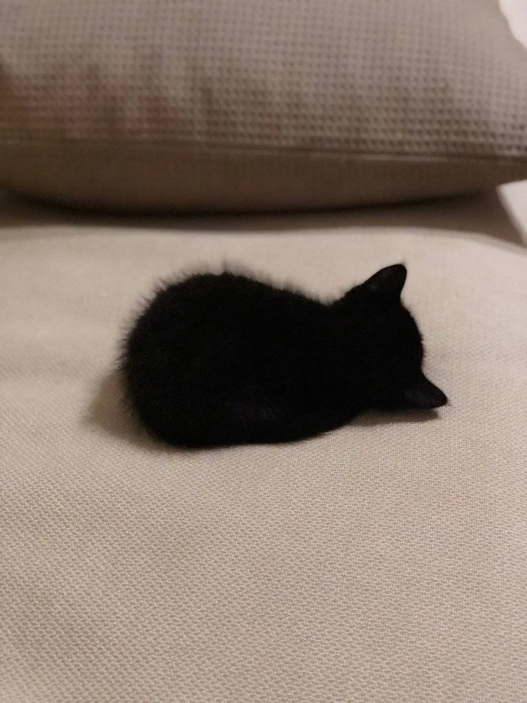 aa_96의 猫の獣人なあなた