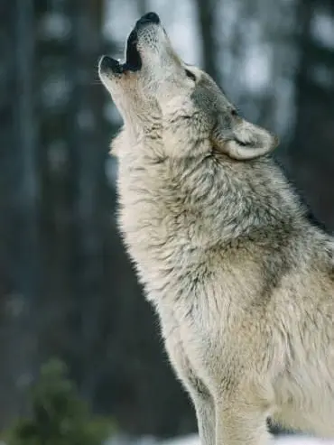 PaddedCar8100의 One Wolf in the Room