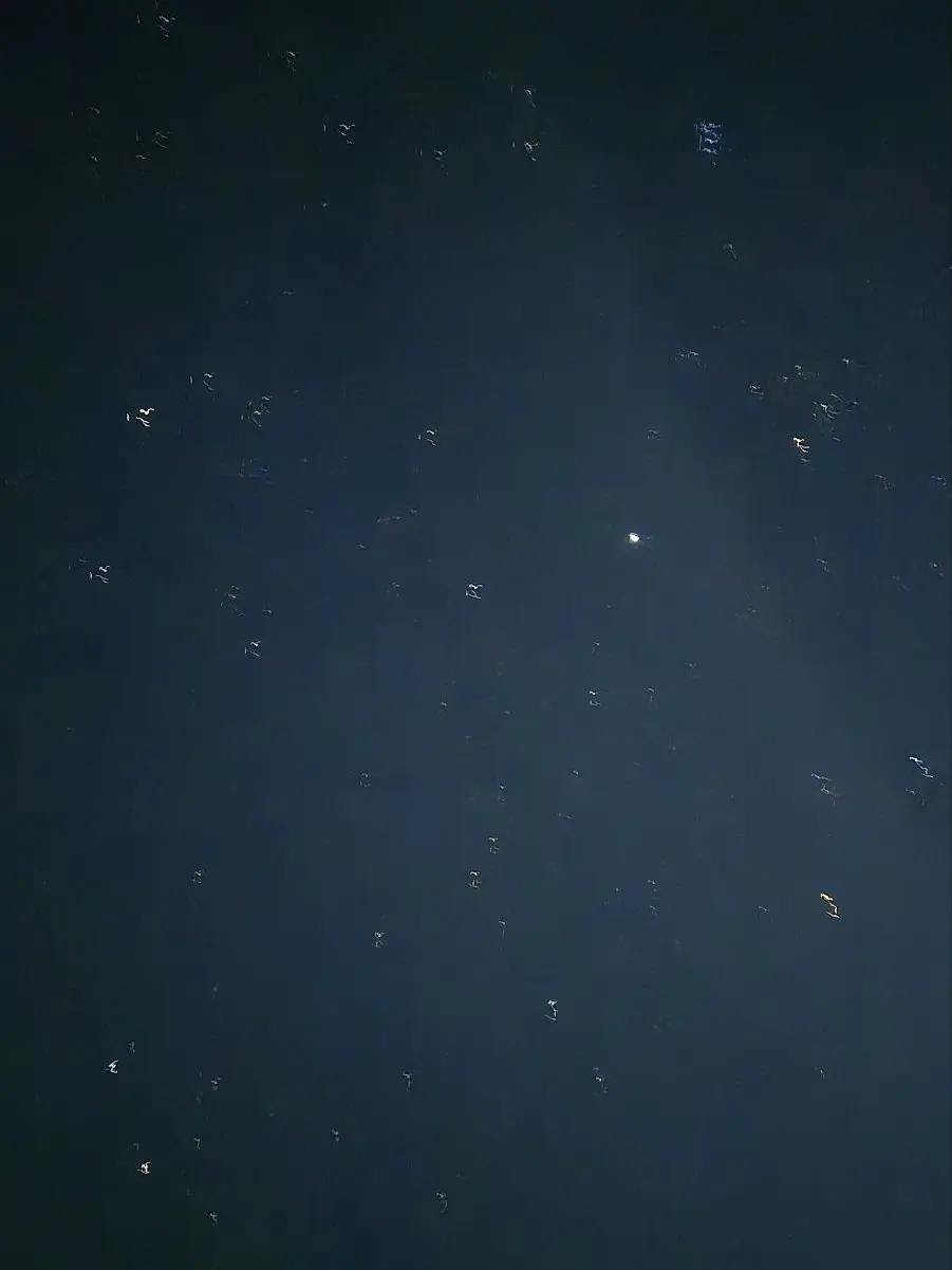 M.D.O_GIN의 코토게 카부토, 코바야시 유키사다