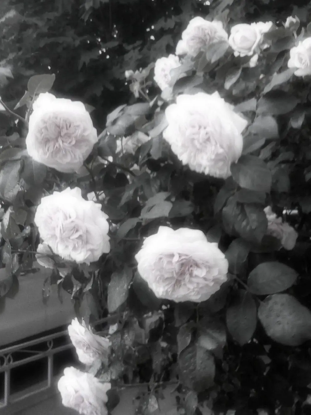 kiss_first의 ゼミの同級生、ほくとくん