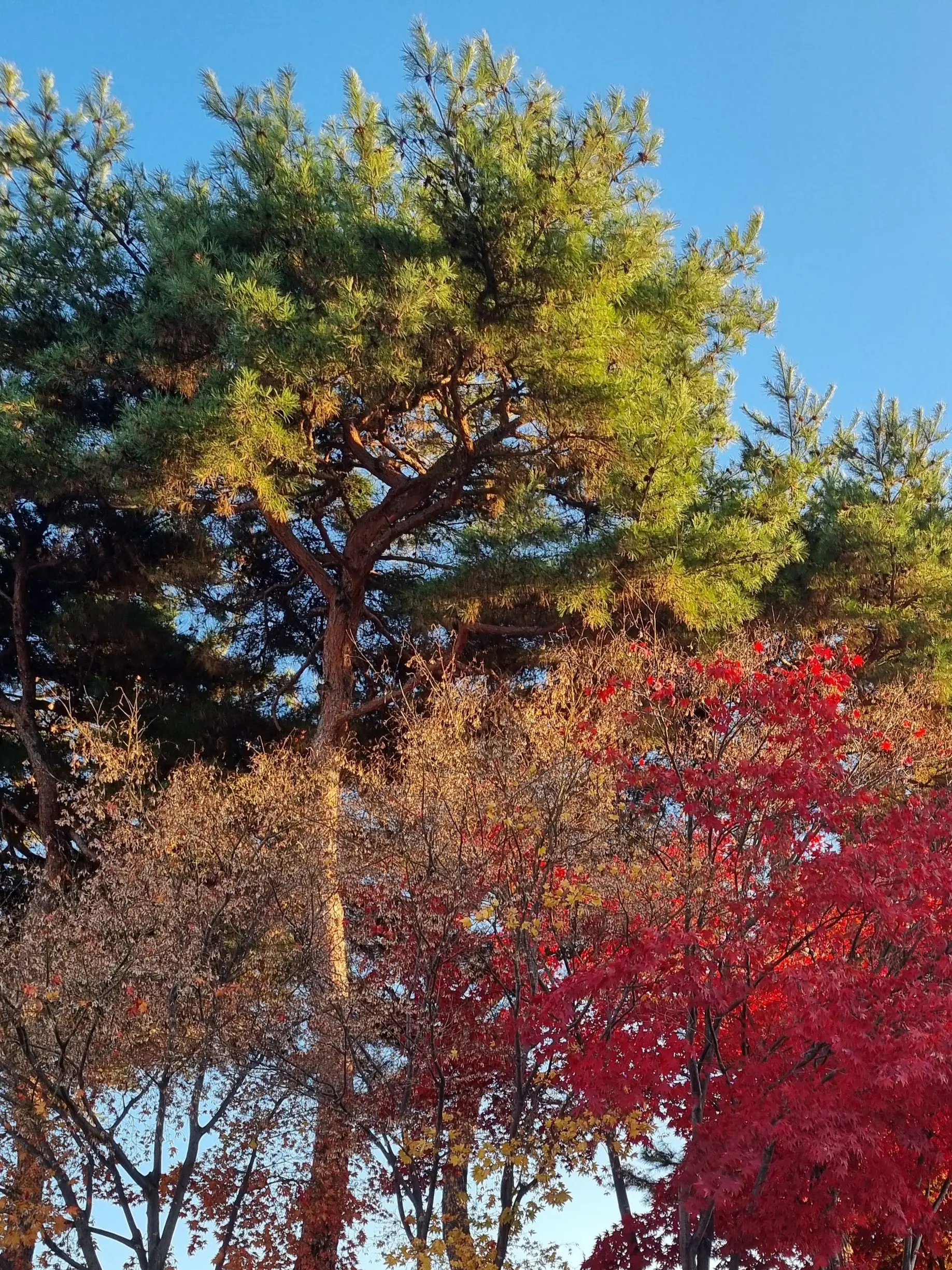 UrbanCheek9703의 공룡