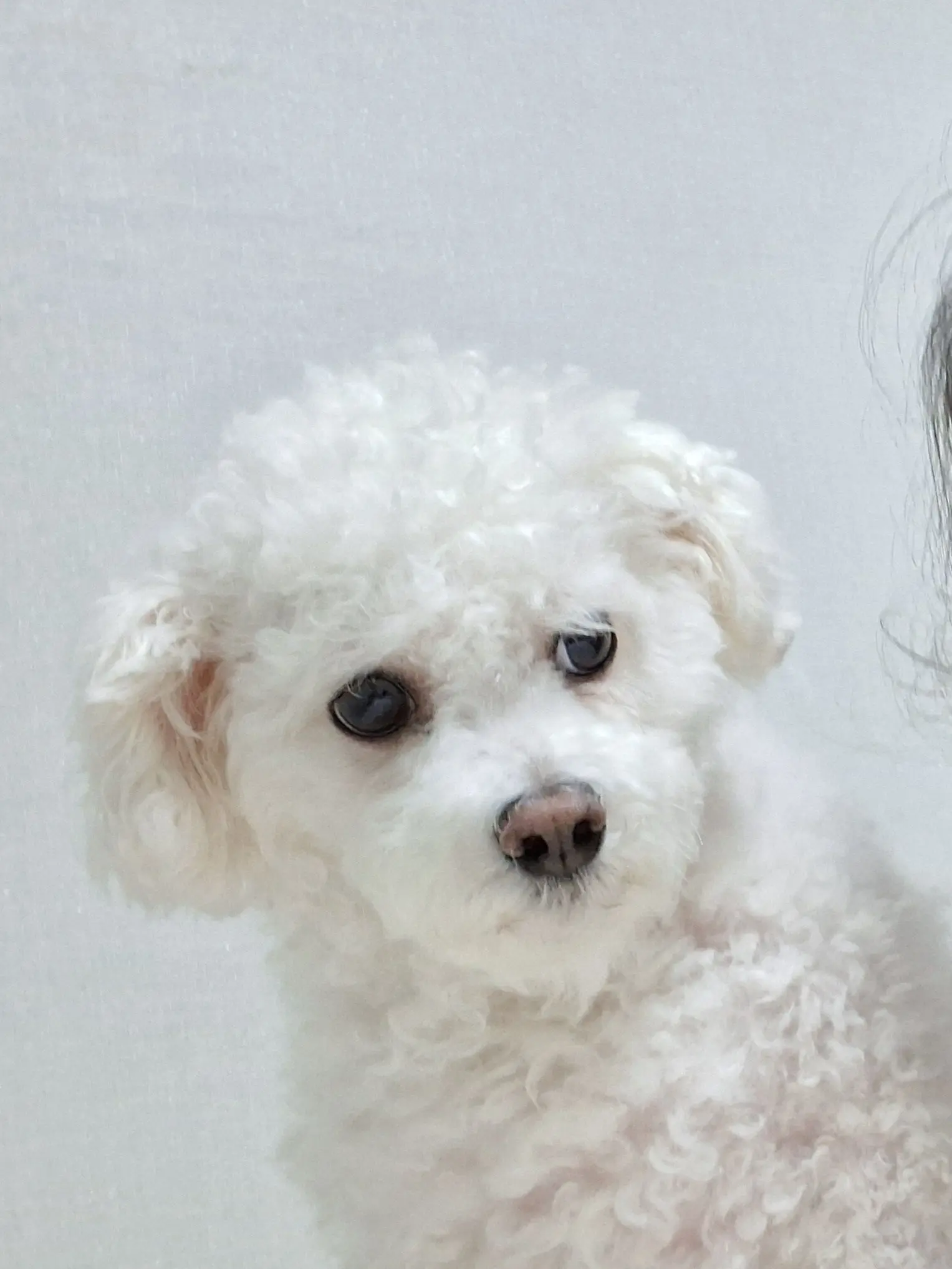 Song_ks의 제작자 자쿠랑 제작자 최애들이랑 동거