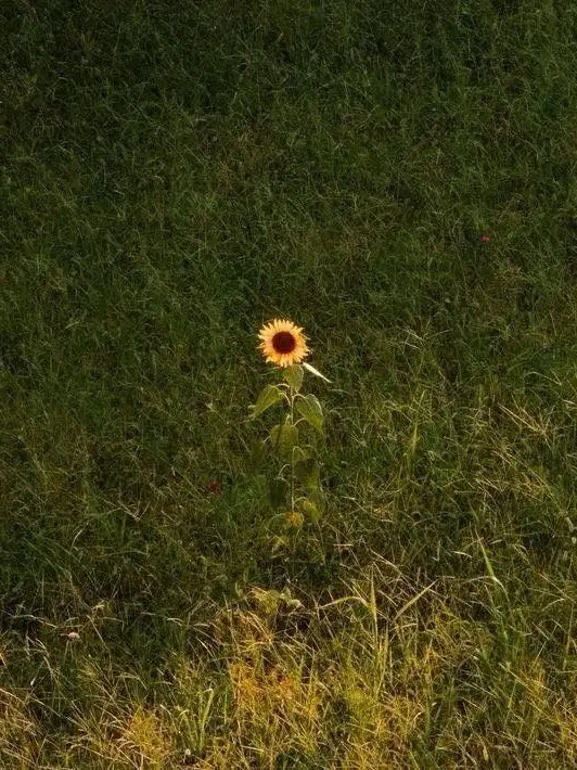 non-existent.의 SUNFLOWER