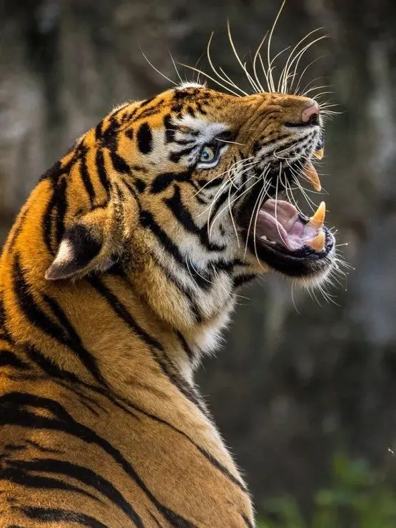 36936936의 Tiger Pride