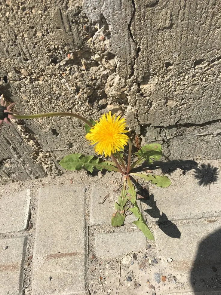 LiIy_eir의 " 우리 손 잡을까요? "