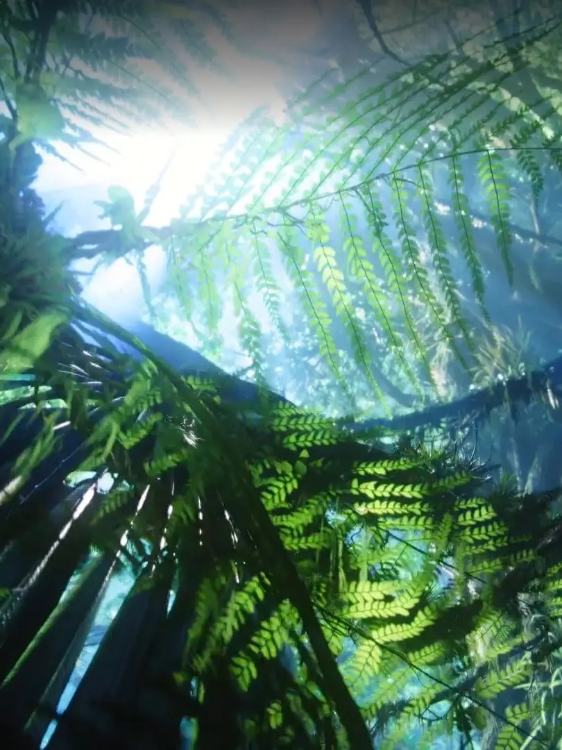 HaTsuteiis의 RDA 요원 네테이얌과 부족원 유저!