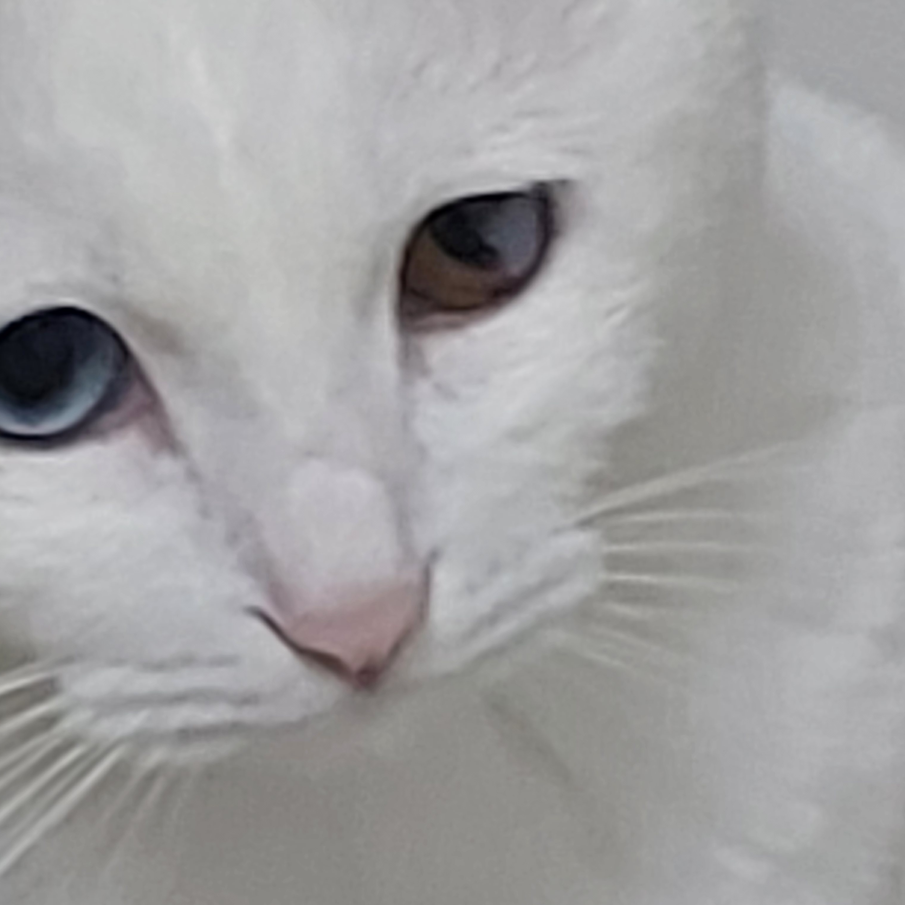 고고프렌즈는 고양이🐱 대표 이미지