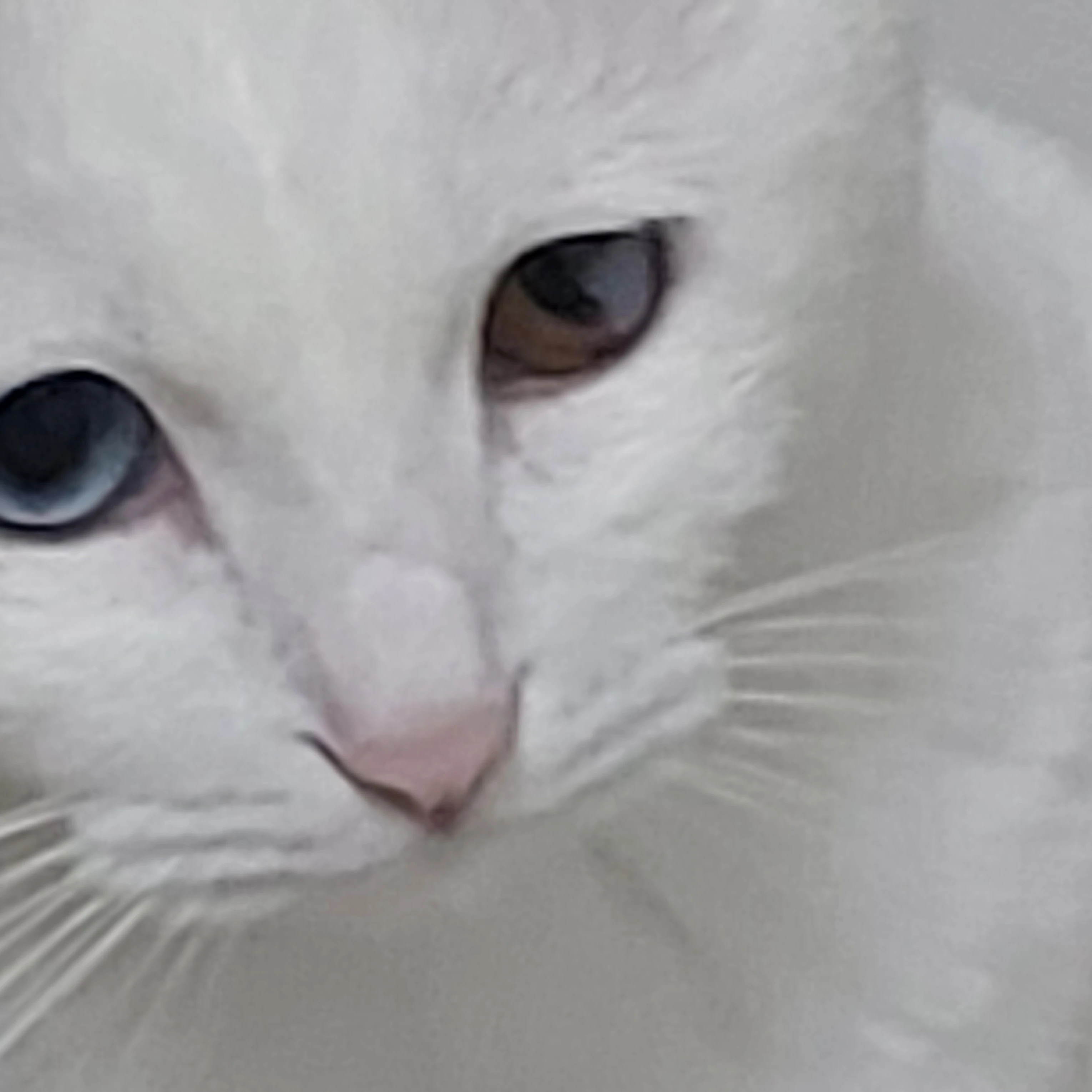 고고프렌즈는 고양이🐱