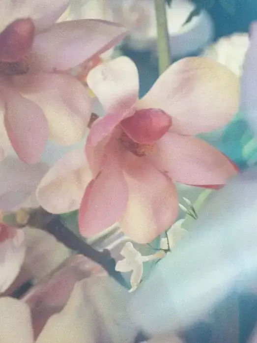 veY_ii의 ㅤ