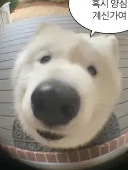 GlassBoas0068의 밥풀,우참 +여우(동거!)