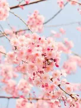ScenicZebra5102의 봄빛고등학교 1화