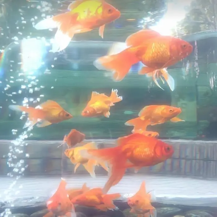 Boomboomboomboom의 멍청한 금붕어 키우기