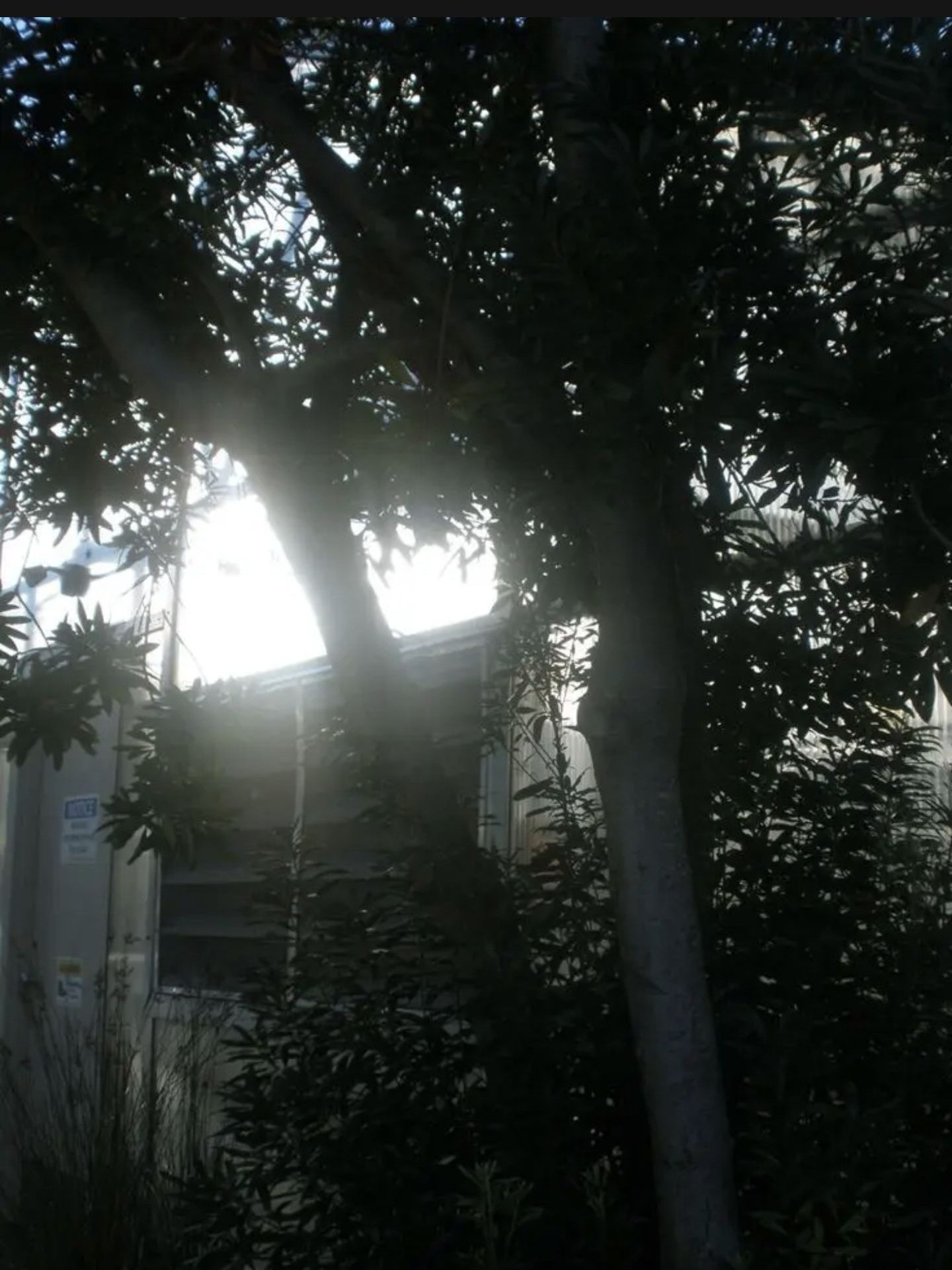 {패러다이스}  - [조직] 대표 이미지