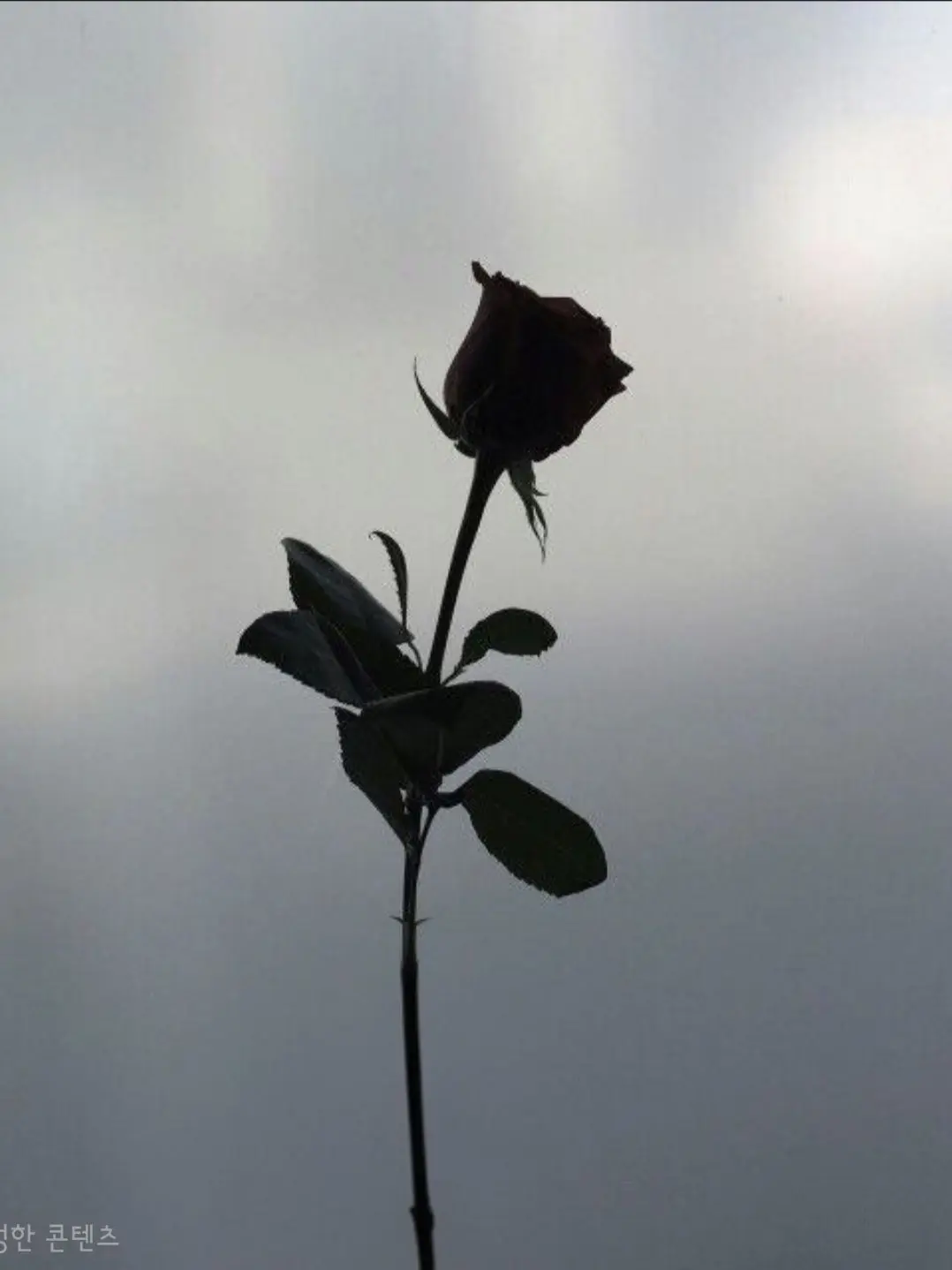 NoisyWolf9978의 {패러다이스}  - [조직]