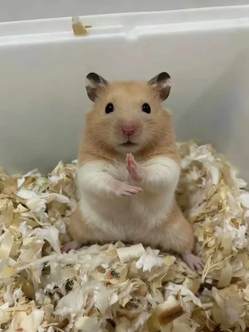 Ryukki0628의 햄햄이 키우기