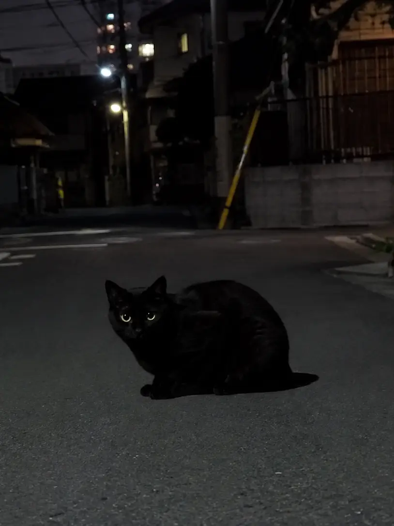mqrns_의 {{user}}、猫を飼う