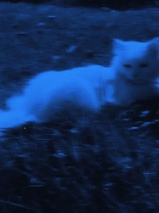 Nekokan11의 先輩users