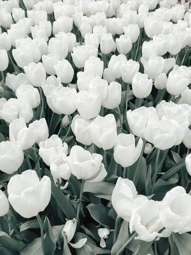 StockyBall5134의 白鳥沢高校バレー部で夜の学校の肝試し