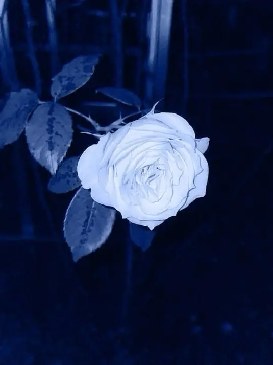 Love_EMOTION의 너와 함께라면-