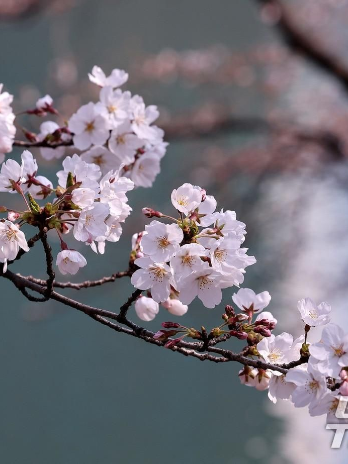 🌸 대표 이미지
