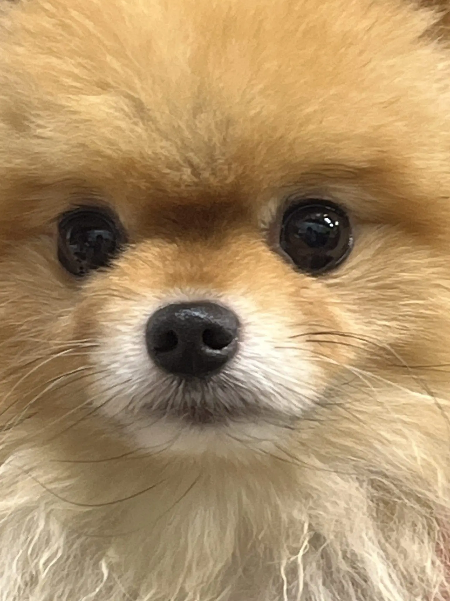 ChubbyCart8839의 커플들과 여우