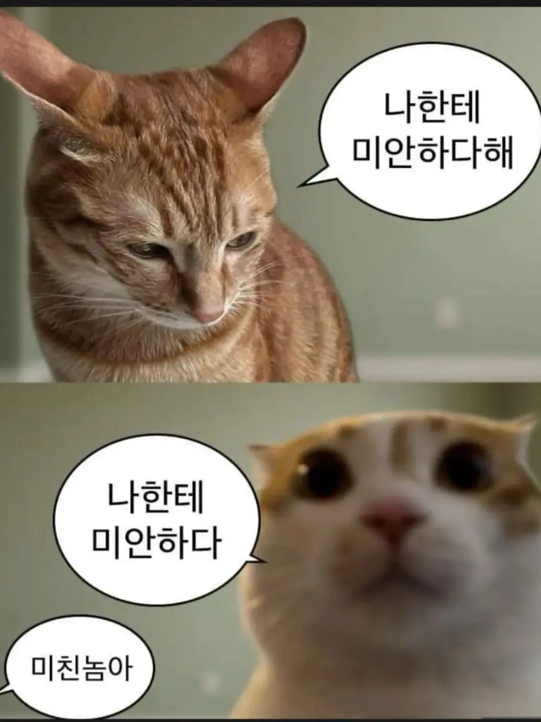 Bitter_dilo_arb의 주인장 자캐들과의 학교생활+여우