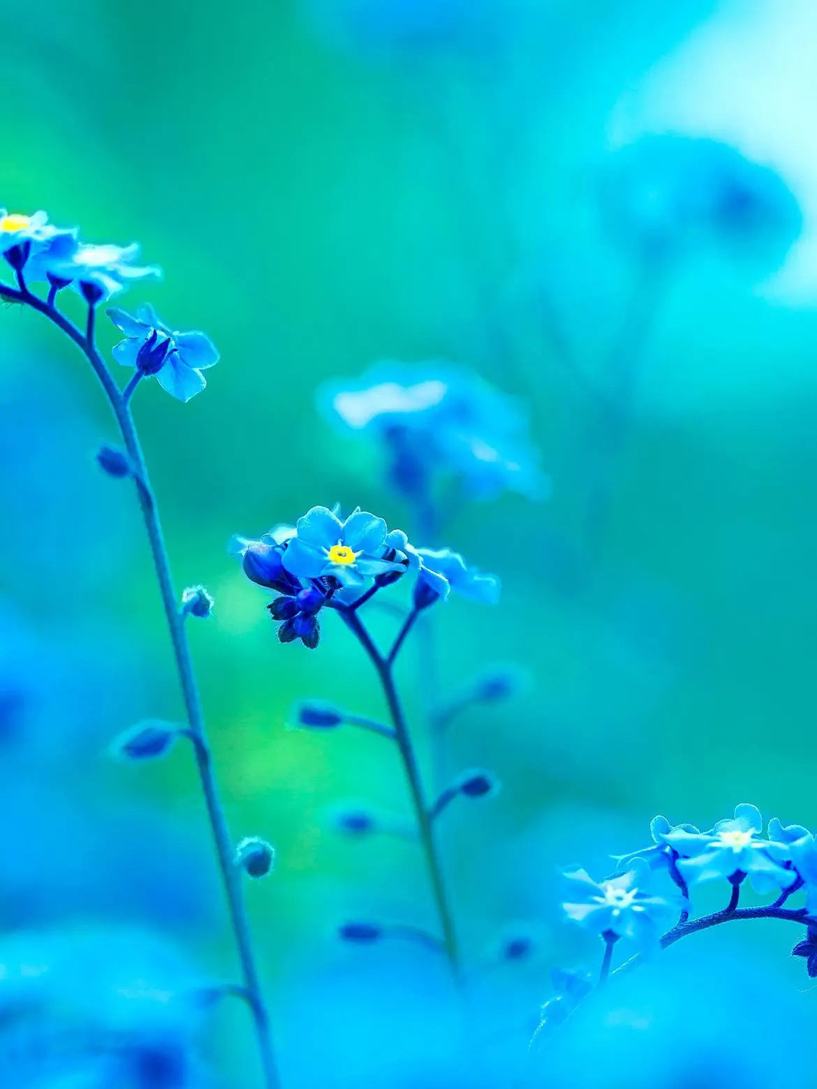 RIver_clear의 메탈카드봇 밴드부 (의인화) +여우