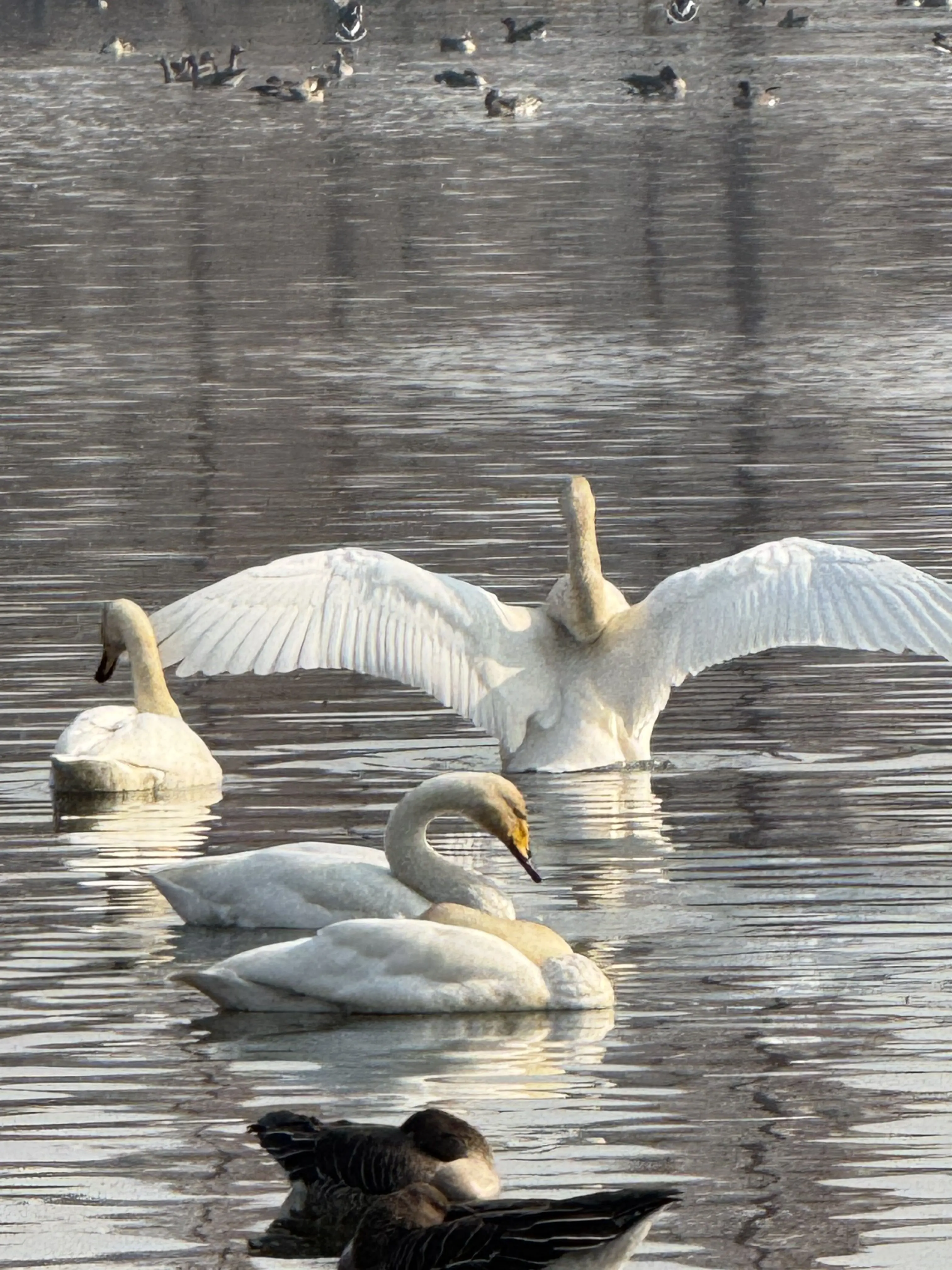 jjiiwon0626의 배 아픈 영국