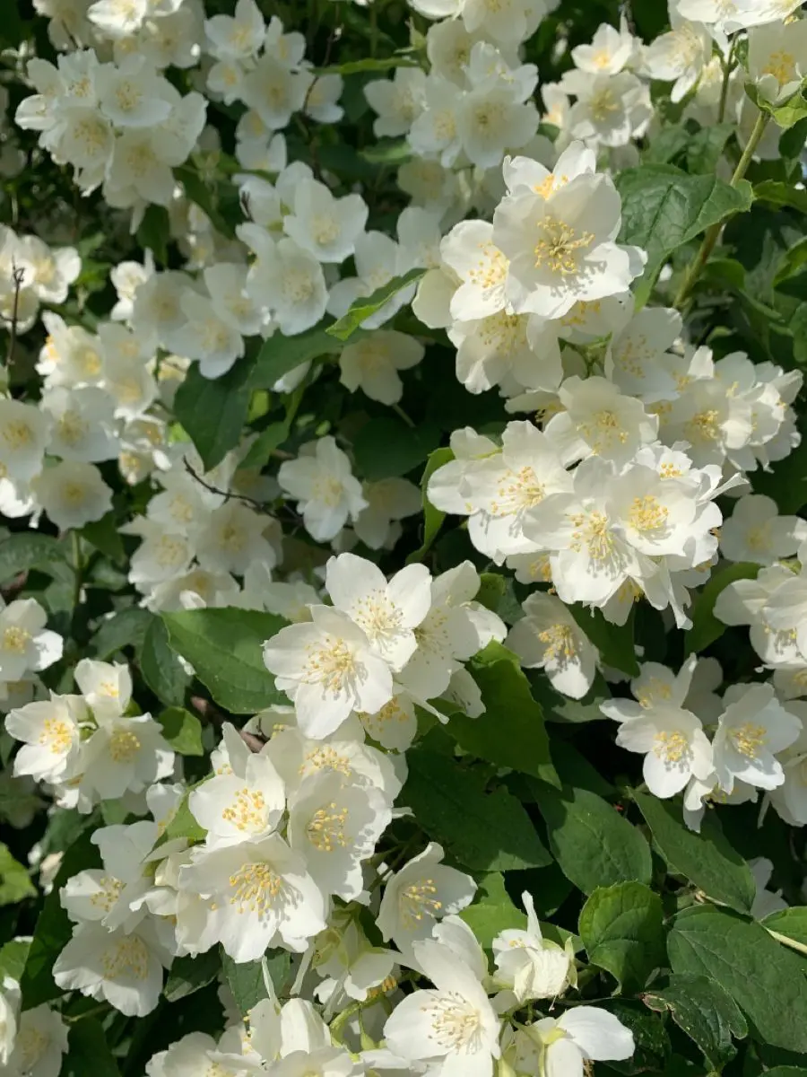 MeagerAnime5054의 너와 넘어 사랑이 된다