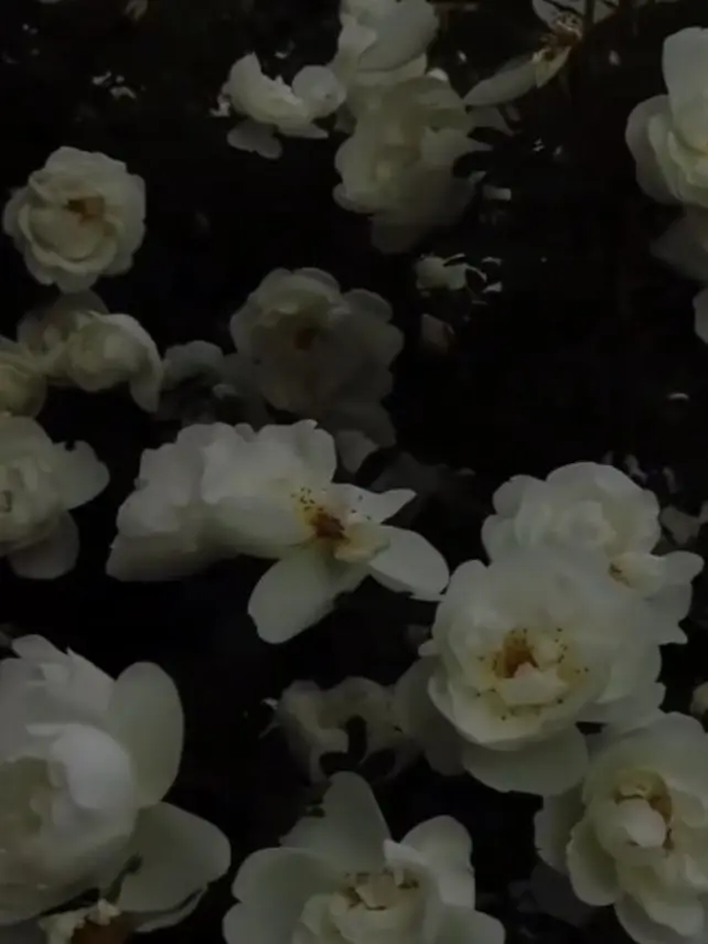 shadowsugar의 거짓의 서커스단