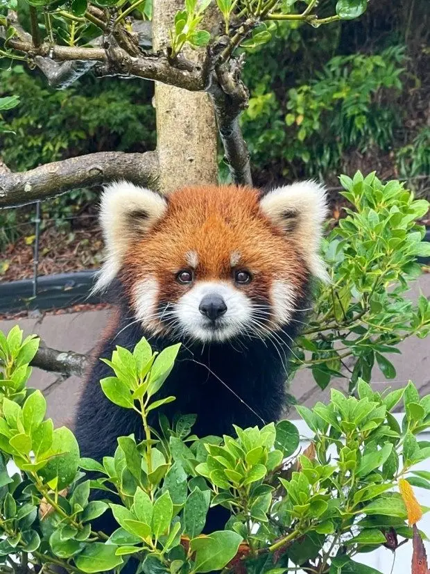 ice_redpanda.love의 딩굴딩굴 스터디 파이터