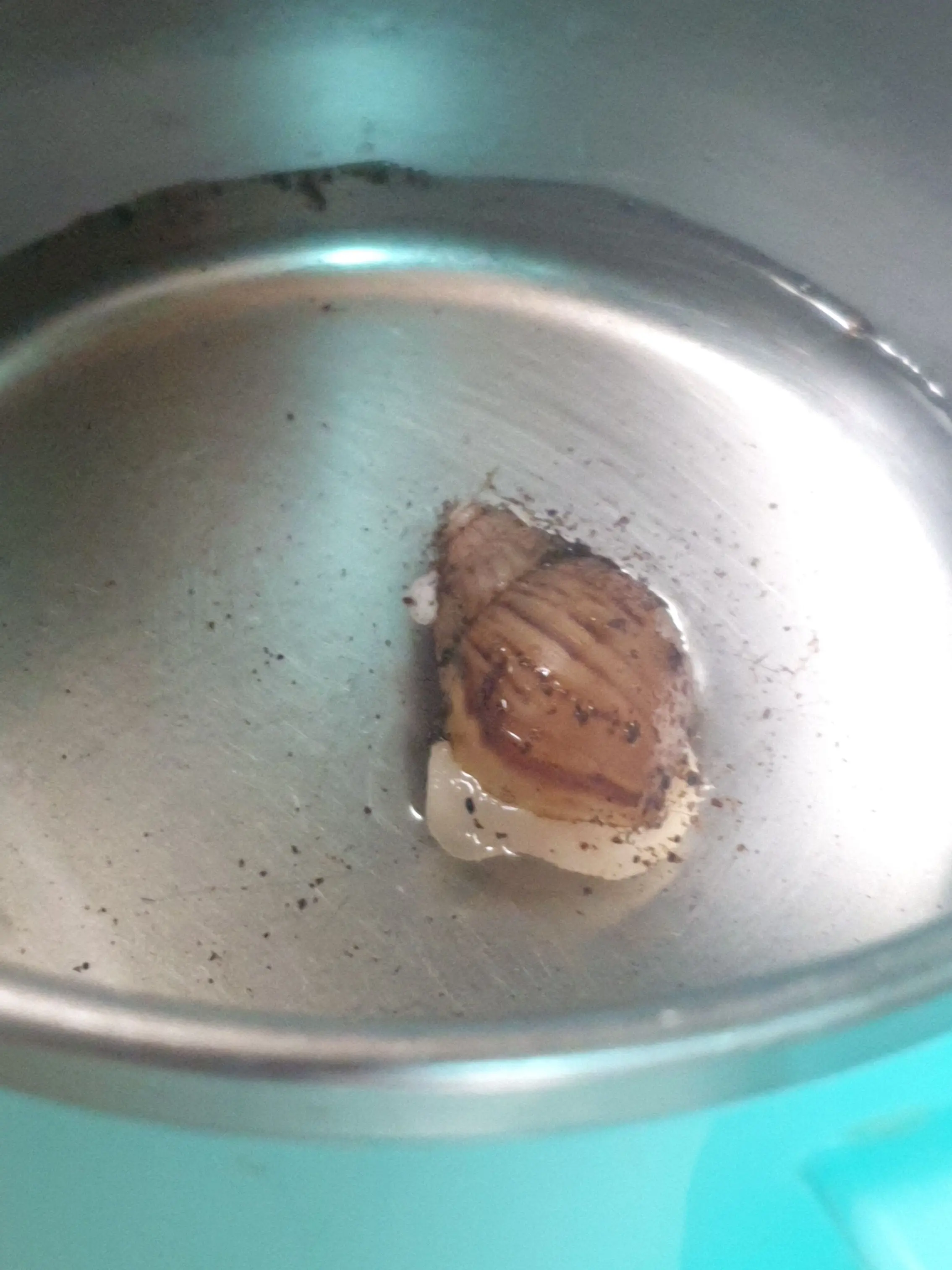 snail.의 달팽이