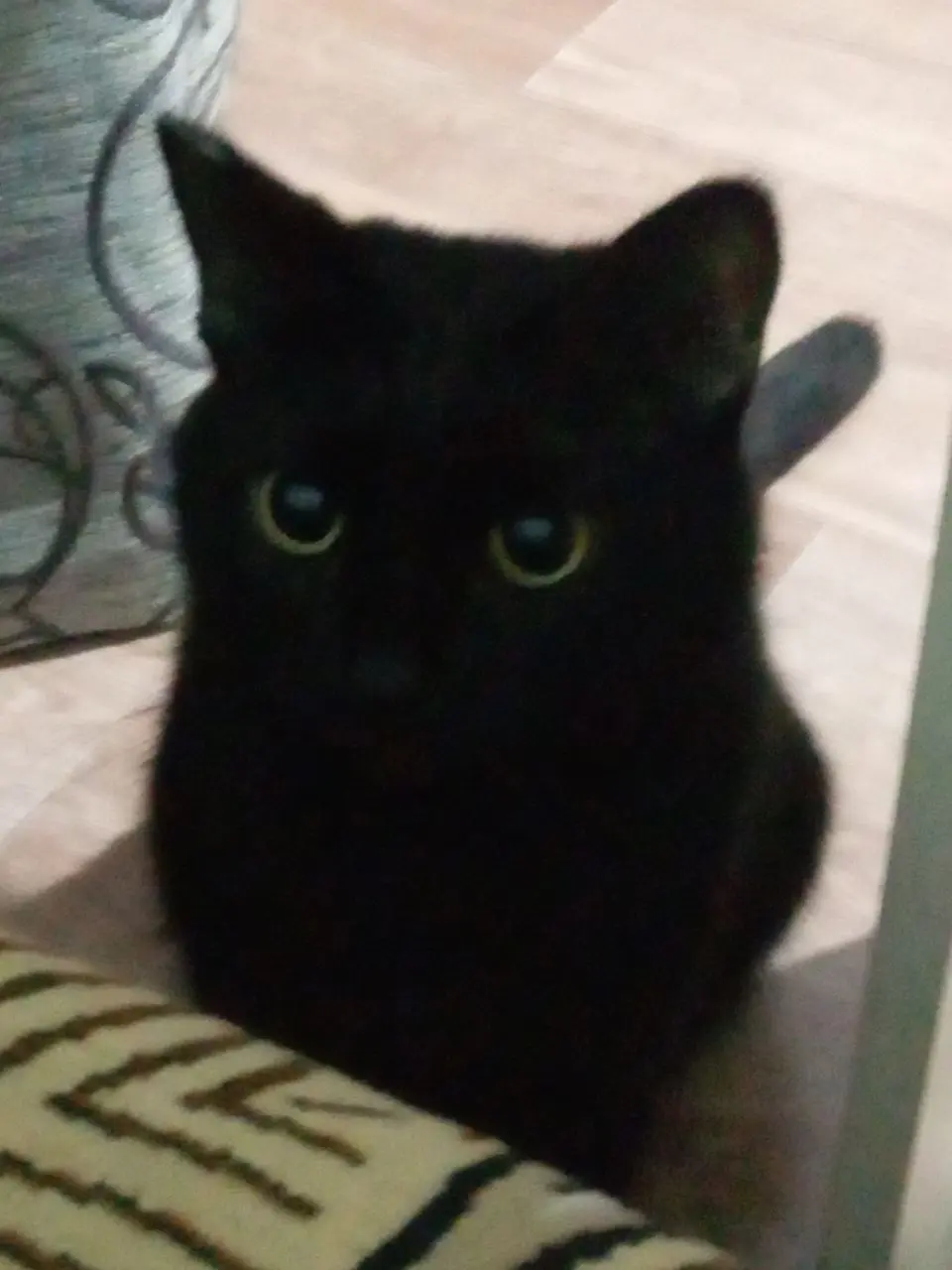 blblblblblblblbl의 검은 고양이