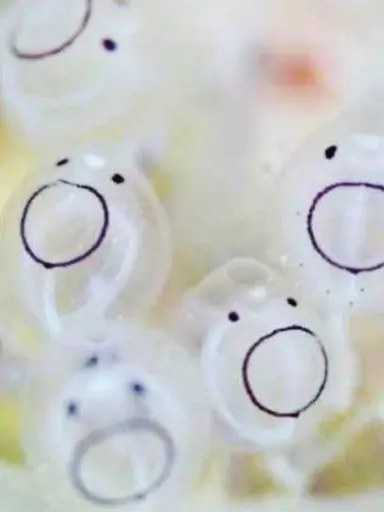 CurvyRobin0320의 귀멸의칼날 수영장펜션