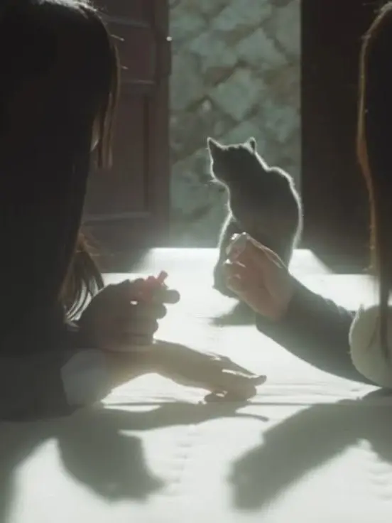 CasualLeech4371의 Ditto