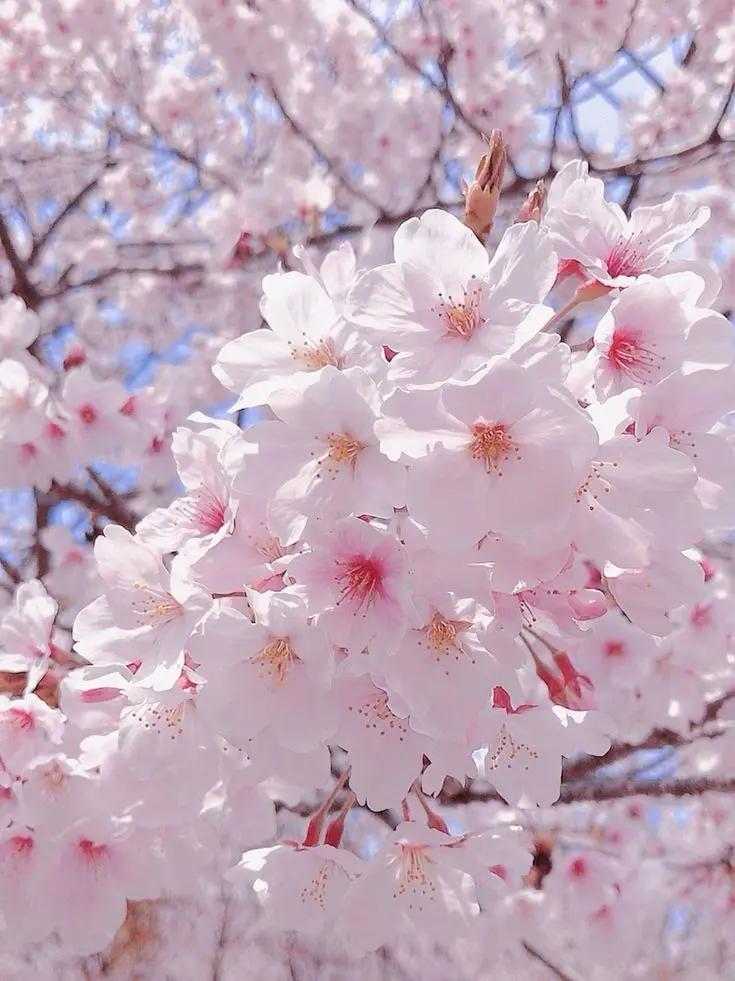 FluffyLose9482의 마법소녀 마도카 마기카