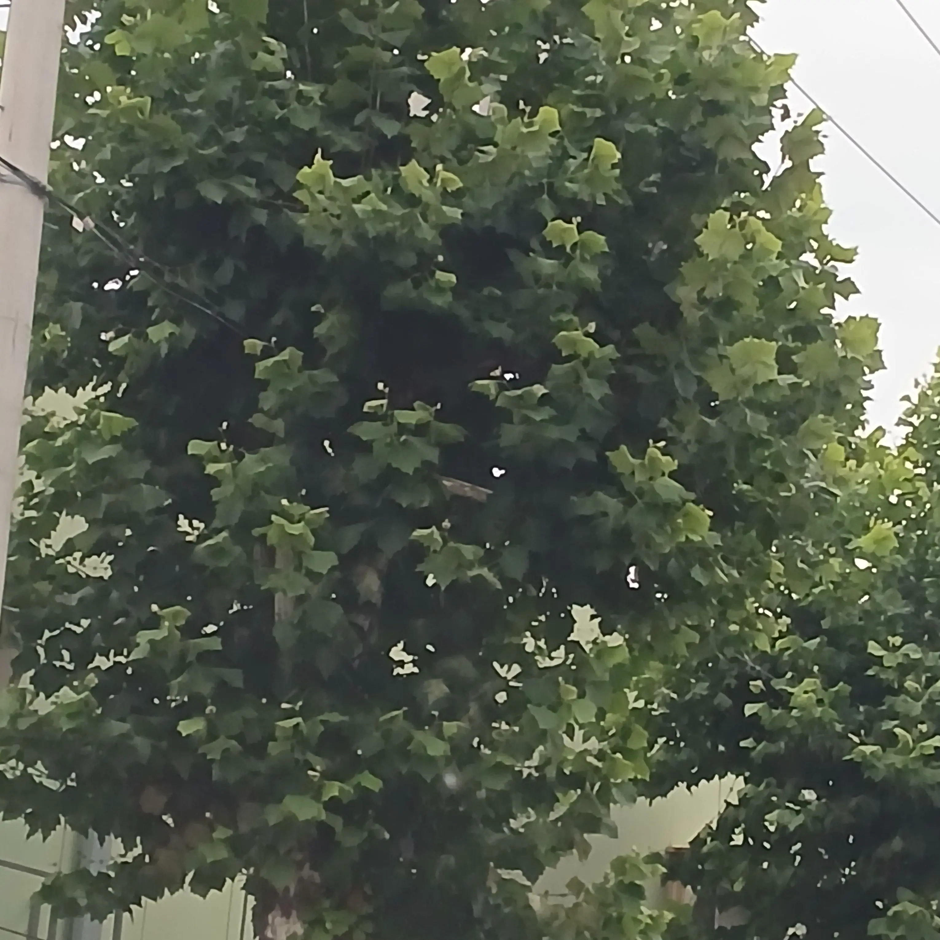 NeatFeist3378의 고고프렌즈 강제로 나감.