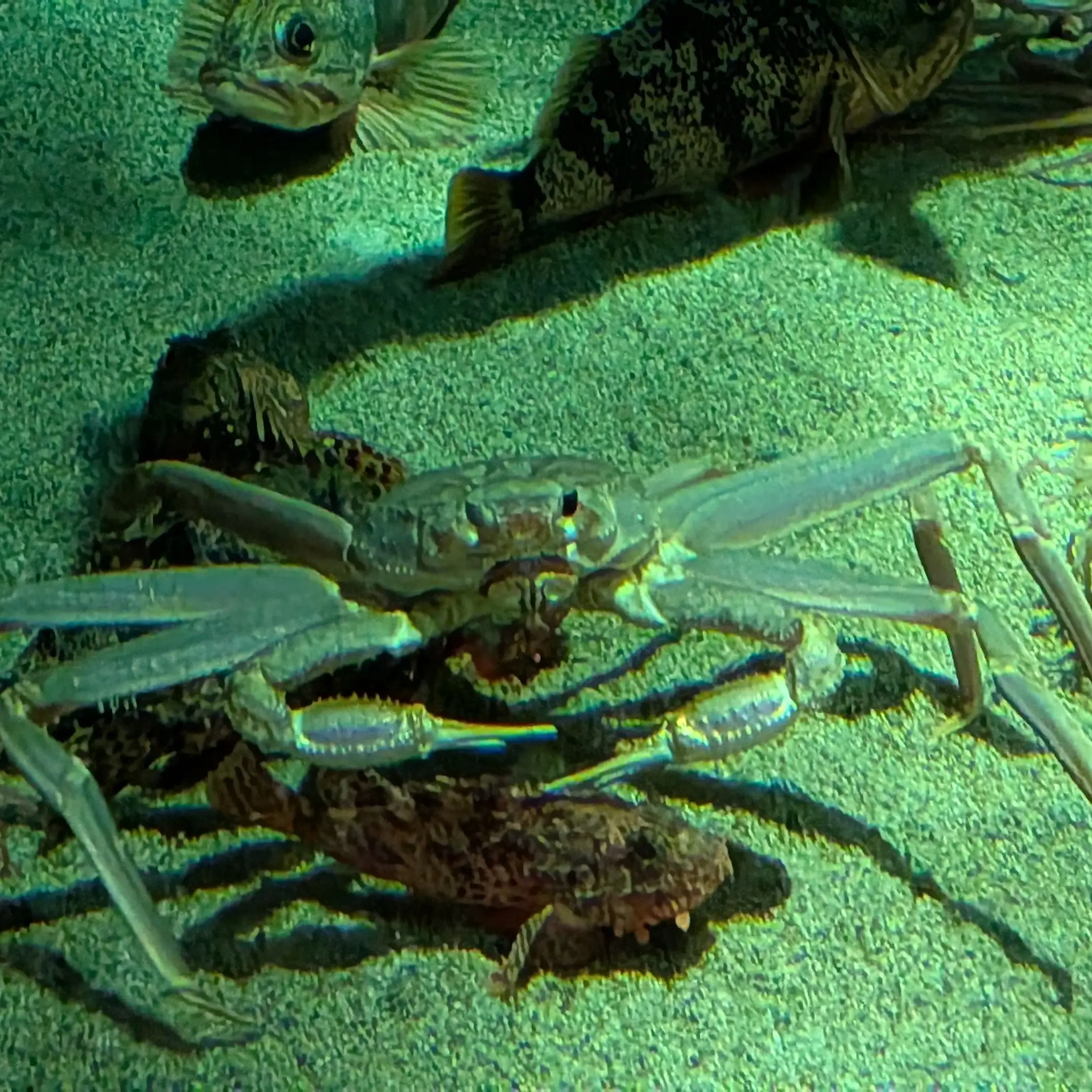 ChewyHoops8550의 貴方を殺そうとしたけど…