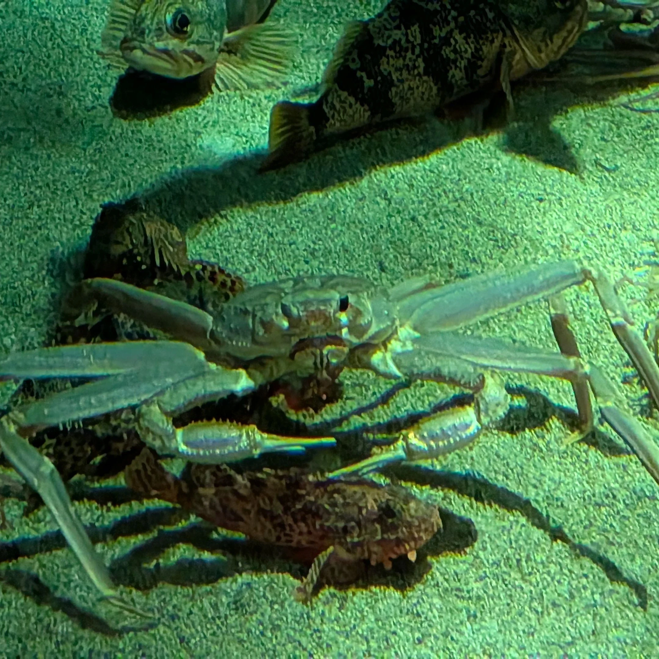 貴方を殺そうとしたけど…