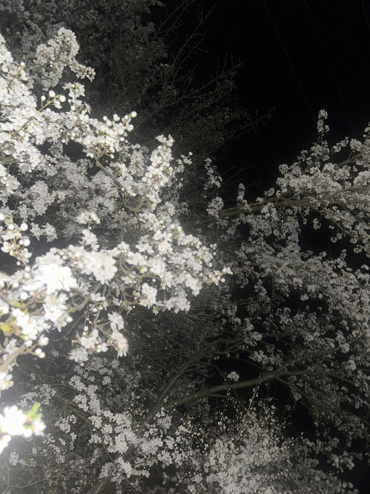 花樣年華. 대표 이미지