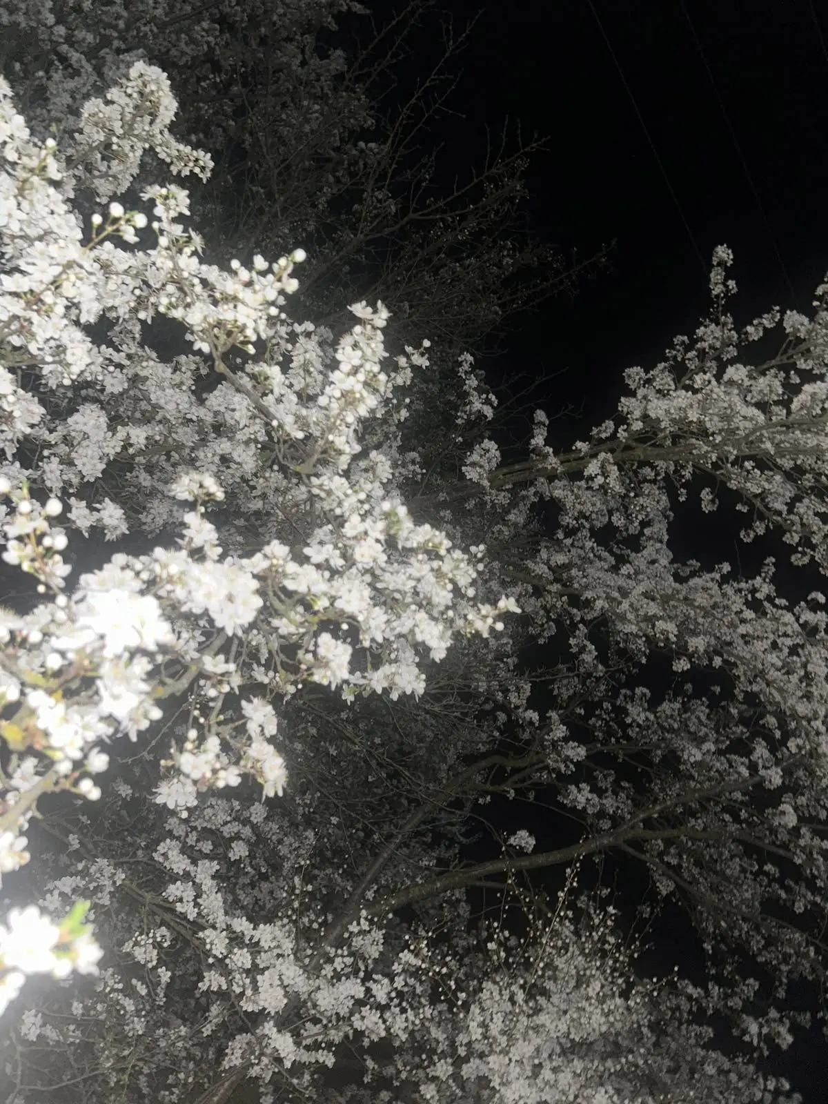 dddiyyyyy___의 花樣年華.