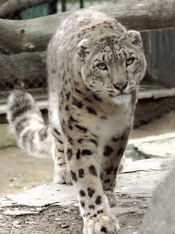 YourLoveIsMyDrug의 설표는 평생 한 암컷만 바라본대