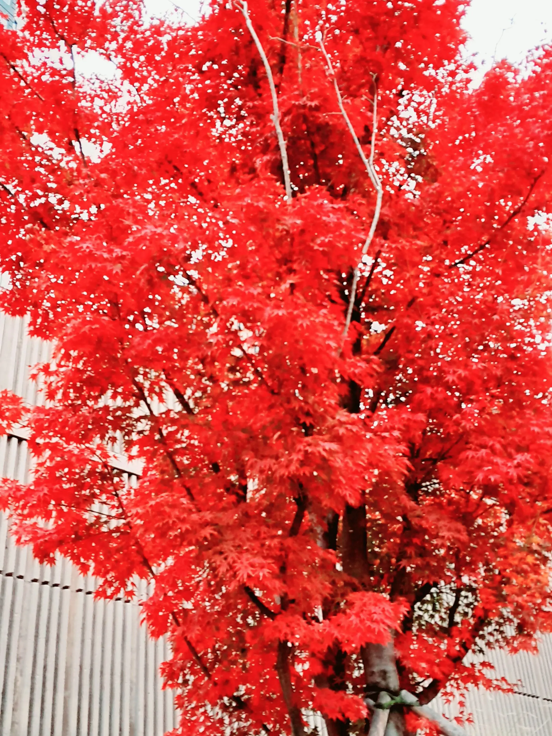 BarrenSauce0936의 픽셀고등학교