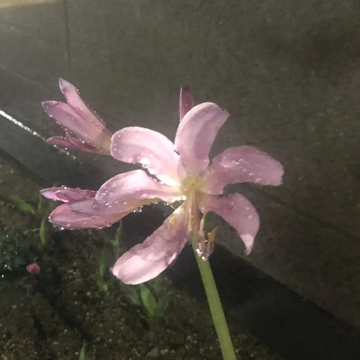 ozllrxng의 이동혁, 황인준