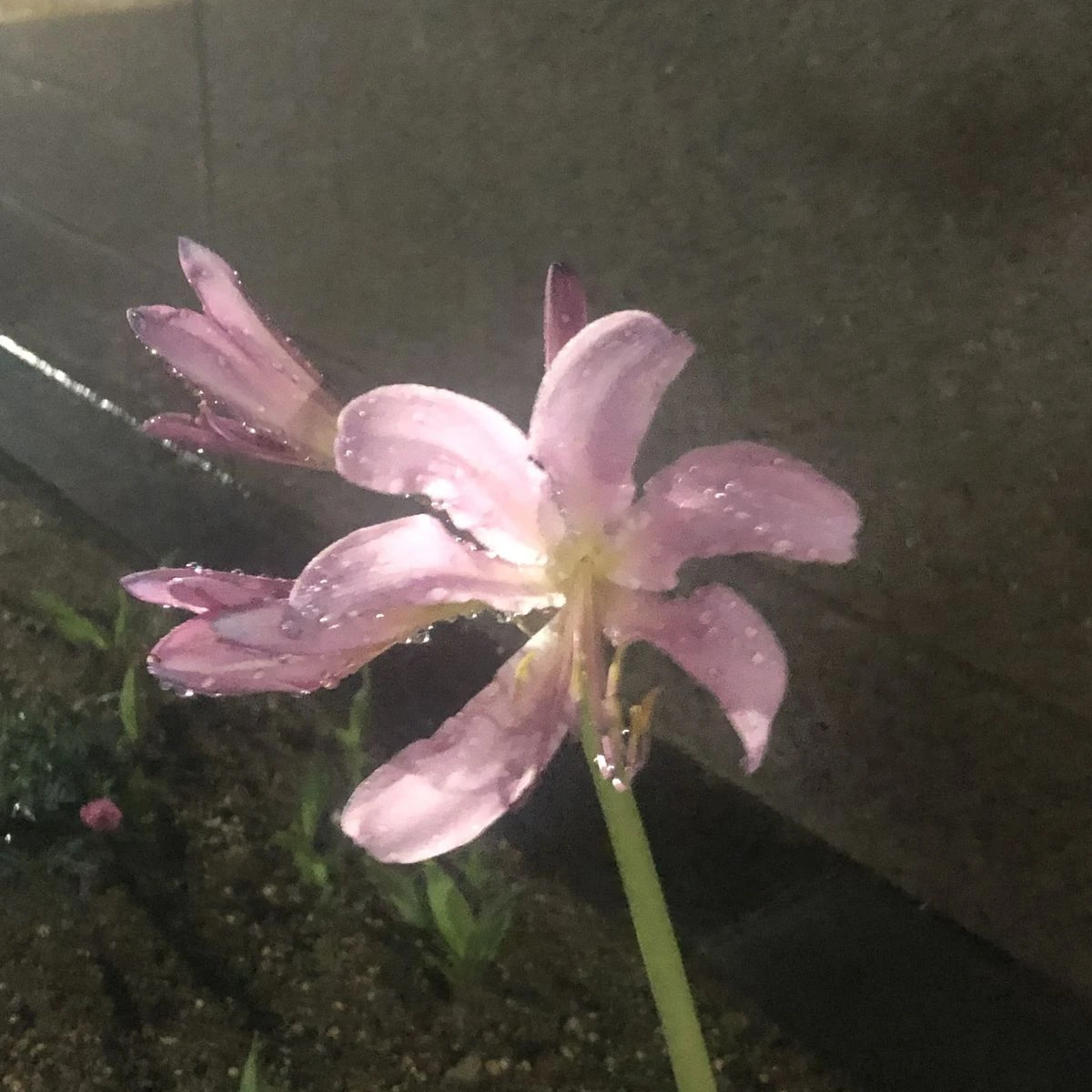 이동혁, 황인준