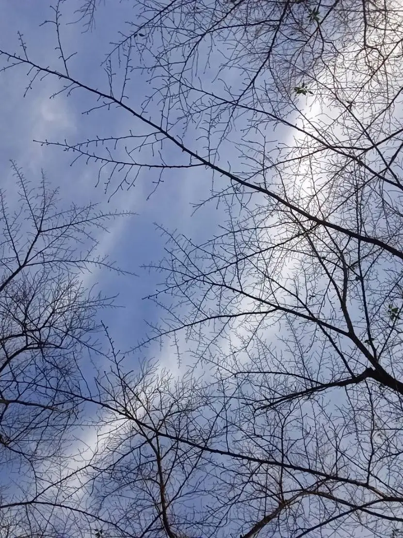 PoorCello9524의 刻み眼球入りチョコレート！