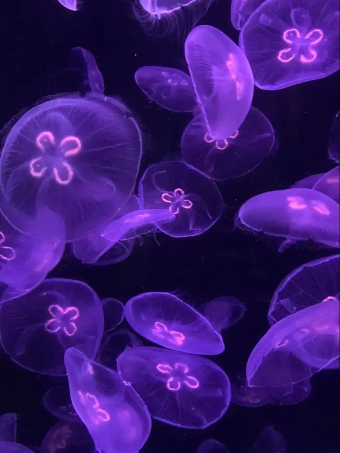 Watatsukino0526의 ボーカリスト