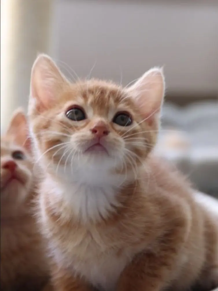 Arere의 나는 치즈냥이다.