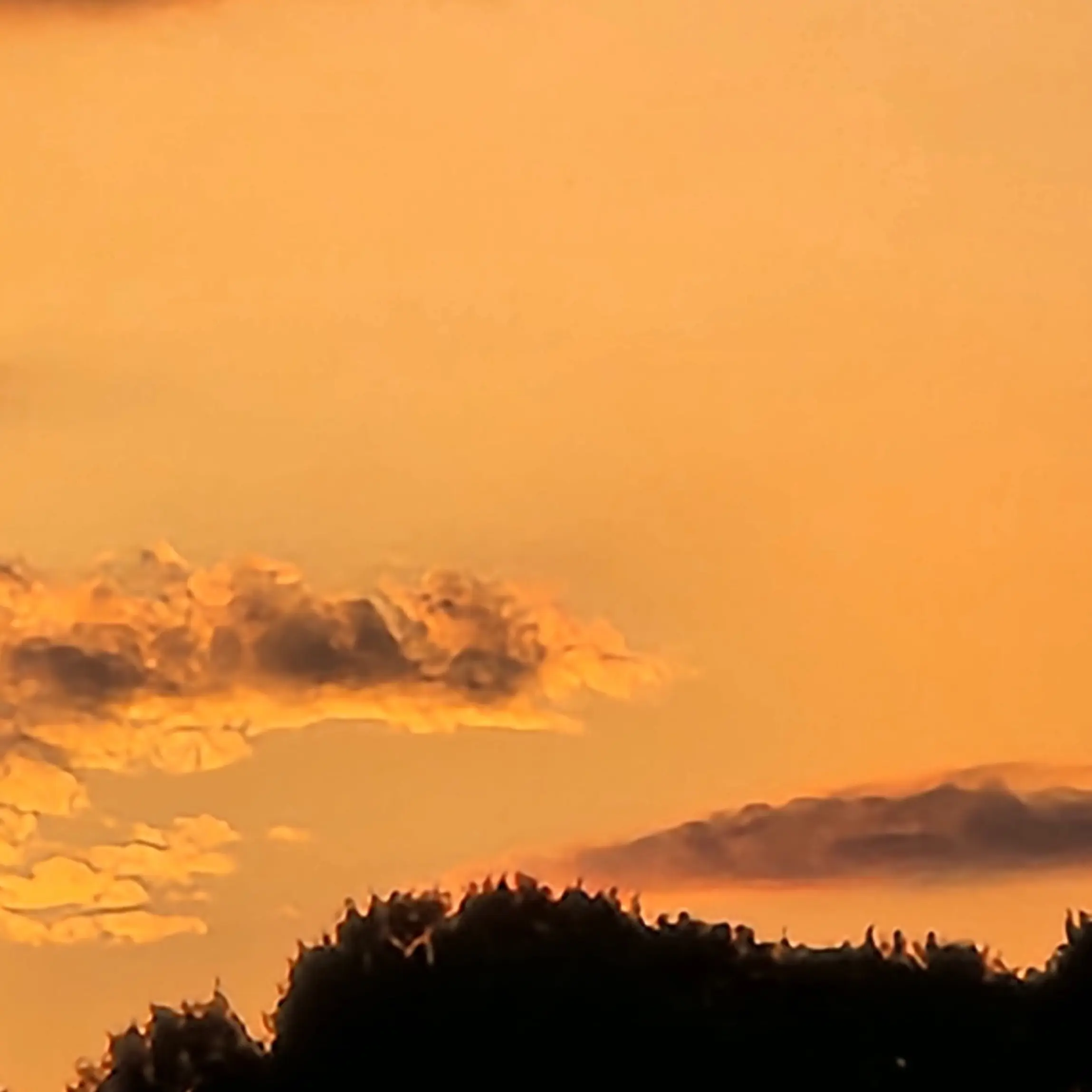 RedJuicy6442의 망할 강아지 같은 녀석...